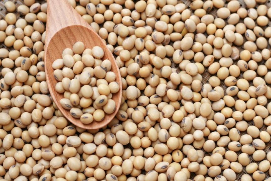 SOYBEAN PRICES IN INDIA HAVE DROPPED TO LEVELS LAST SEEN A DECADE AGO : Soybean were under pressure of bumper crops for the South America: lowest prices since August 2020