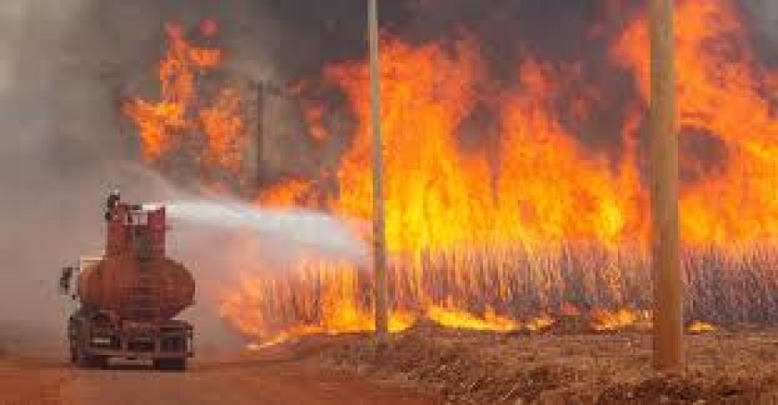 FIRE IN 60,000 HECTARES’ SUGARCANE FIELDS IN BRAZIL: GOOD OPPORTUNITY FOR INDIA TO EXPORT SUGAR :Four men have been arrested on suspicion of setting the fires : A good opportunity for India to export about 2 million ton of sugar