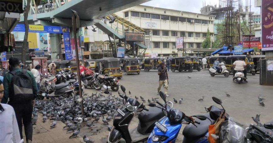 Health Crisis Looms in Navghar Area Due to Rising Pigeon Menace, Civic Administration Unresponsive