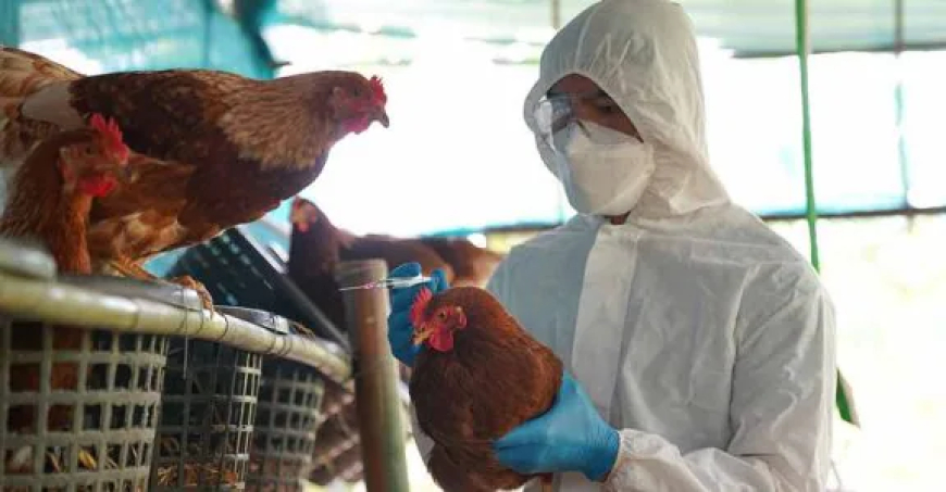 Dozens of Captive Tigers and Lions in Vietnam Die from Bird Flu