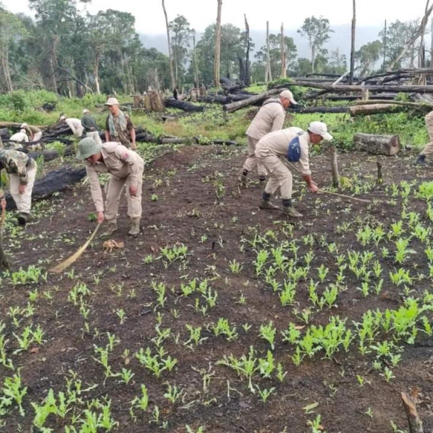 11 acres of poppy cultivation destroyed in Tamenglong